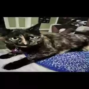 lost female cat lucy mae