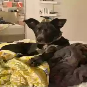 lost female dog winnie