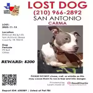 lost female dog carma