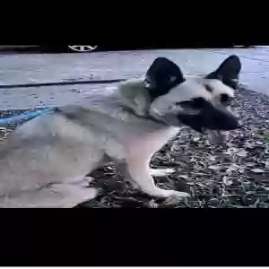 found male dog rex