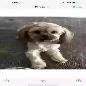lost male dog choco