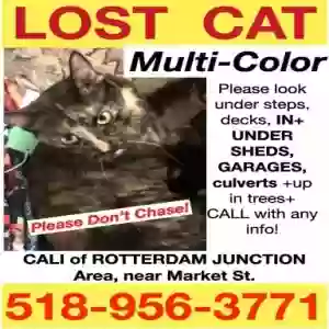 lost female cat cali