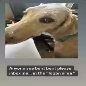 lost male dog bentley