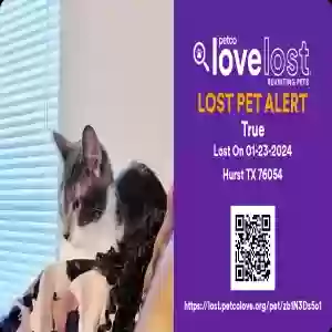 lost female cat true