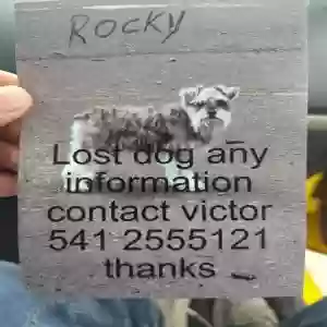 lost male dog rocky