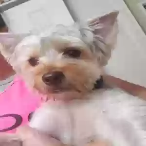 found male dog unknown