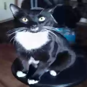 lost male cat prince