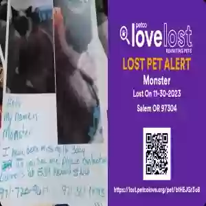 lost male cat monster