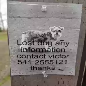 lost male dog rocky