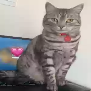lost female cat nami