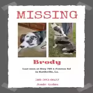 lost male dog brody
