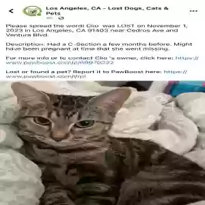lost female cat clio