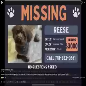 lost female dog reese