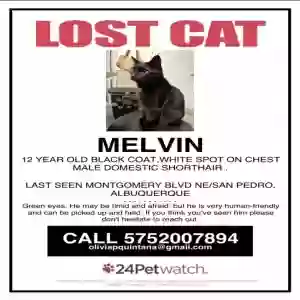 lost male cat melvin