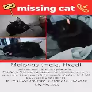 lost male cat malphas