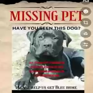 found male dog bleu