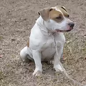 found female dog unknown