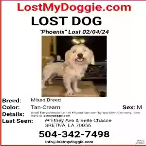 lost male dog phoenix