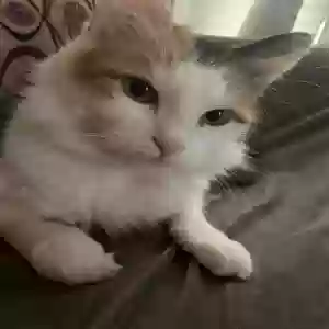 lost female cat sirenita