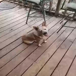 found female dog unknown