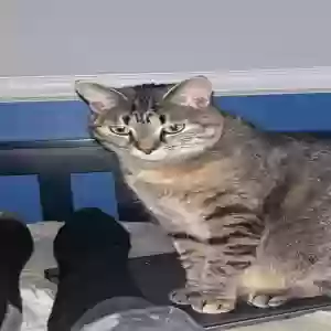 lost female cat aurora