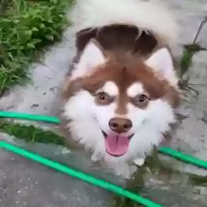 lost male dog taz
