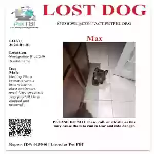 lost male dog max