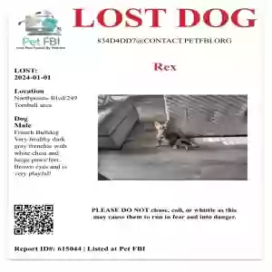 lost male dog rex