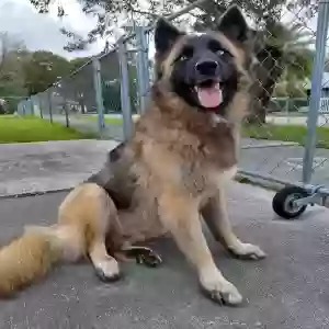 found female dog unknown