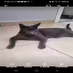 lost male cat max