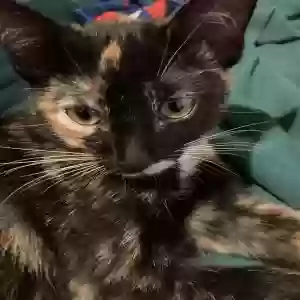 lost female cat kitty