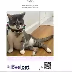 lost male cat dudu