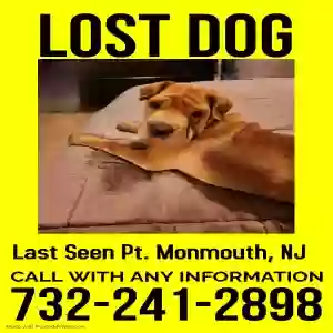 lost male dog bentley