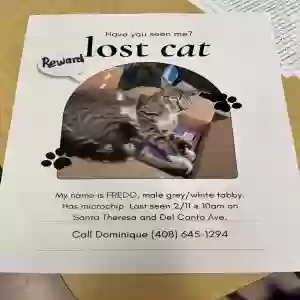 lost male cat fredo