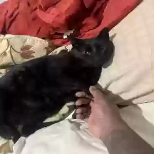 lost male cat matatabi