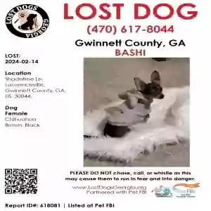 lost female dog bashi