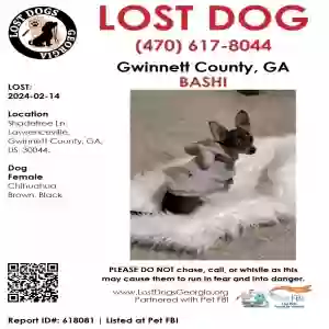 lost female dog chihuahua