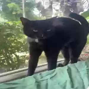 lost male cat jasper