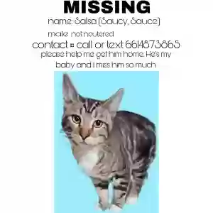 lost male cat salsa