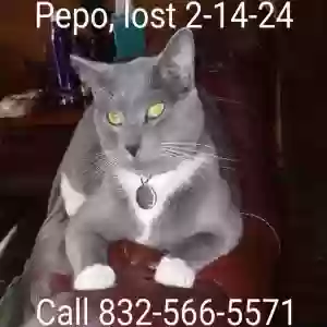 lost male cat pepo