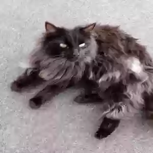 lost male cat finn
