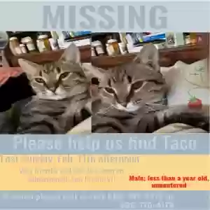 lost male cat taco