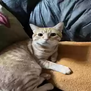 lost male cat skateboard