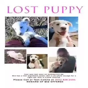 lost female dog yuki
