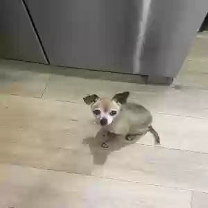 lost female dog maddie