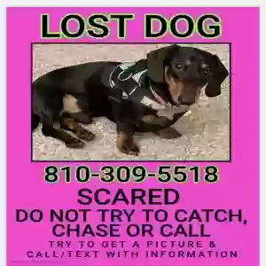 lost male dog max