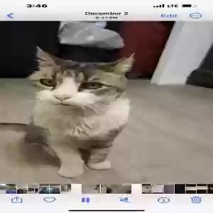 lost female cat manoo
