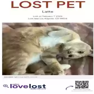 lost male cat latte