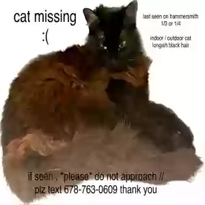 lost female cat lenu