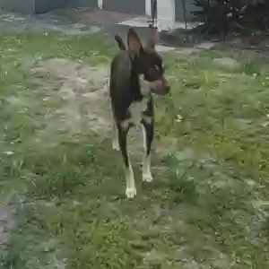 lost male dog chispa